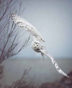 ilusion-fantasia: Owl •