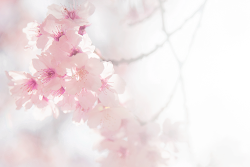 plumu: Sakura (by xxxmaco) 