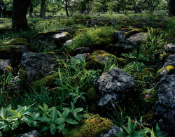 halls-of-nienna:  Oxenber Mosses 