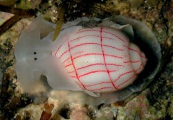 cool-critters:  Red-lined bubble snail (Bullina lineata) The