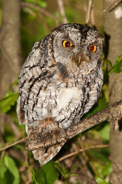 wapiti3:  African Scops Owl (Otus senegalensis) is a small owl