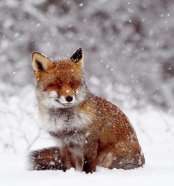 beautiful-wildlife:Smiling Fox In A Snow Storm by © Roeselien