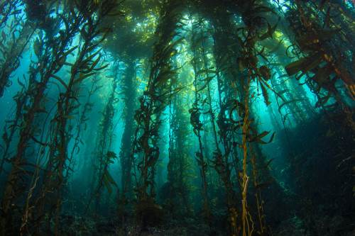 expressions-of-nature:  Kelp Forest by divindk