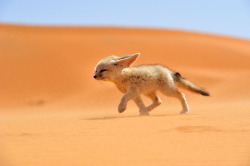 allcreatures:  Fènec. The soul of the desert Source: Photo and