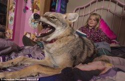 howtoskinatiger:  An eight-year-old girl has formed an unlikely