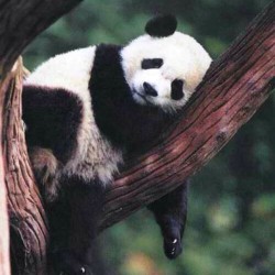 Chillin after a hard night’s rockin#panda #cute #instagood