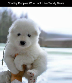 tastefullyoffensive:  Puppies Who Look Like Teddy Bears (photos