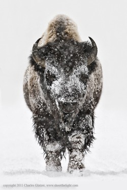 earthandanimals:   Bison head-on in snow by Charles Glatzer