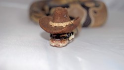 lolzpicx:  snakes with hats 