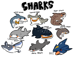 hibrid56:  some of my favorite sharks 