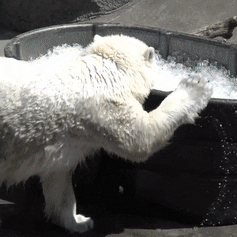 awwww-cute:  Polar Bear staying cool at the Oregon Zoo (Source: