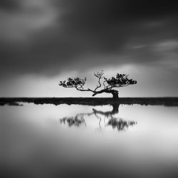 elinka:  Mangrove - The Tree of Hope by   	Hengki Koentjoro 	