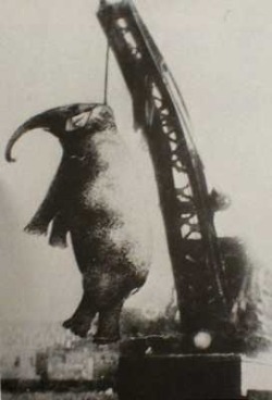 Mary (1888-1916) Circus elephant who, being fed up with the mistreatment
