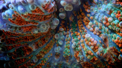 staceythinx:  Vibrantly colorful underwater macro photography