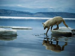 sammy-hearts-stuff:  Testing the Waters - National Geographic