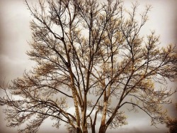 East County Tree #storm2018 (at Ozzie’s Place)