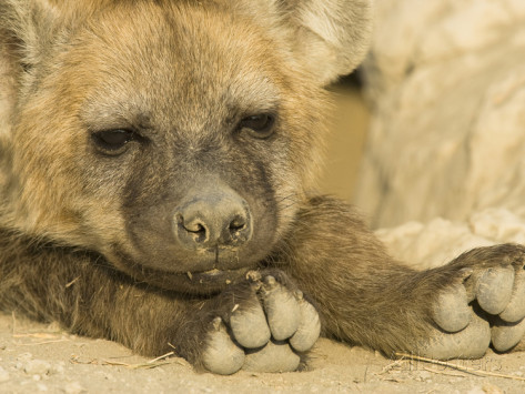 murbellas-musings:  hyena-princess:Cute hyenas showing their toes  Awwwwwwwww