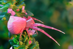 larvalhex:  ceruleanpineapple:  La araña rosa  chrysaliscloud