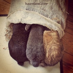 hasenfarm:  Wir haben alle Drei im Sack. 😍  #hase #hasen #rabbit