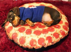 puppy-a-day:  Here Is Pizza with extra sausage.