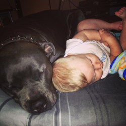 my boys lol I post this picture when people talk bad about pitbulls