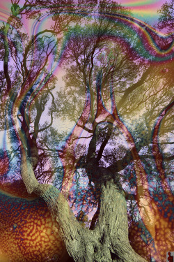 pureblindingcolour:  Grandfather Moonah Tree  The Moonah Tree