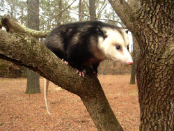 theanimalblog:  Didelphis virginiana - By Possumtree