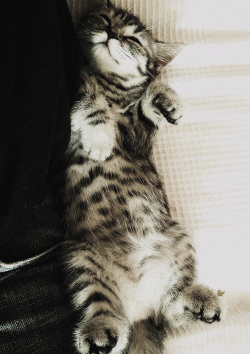 wolf-teeth:  Good Night! (by MarkLPhoto) 