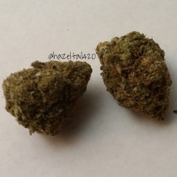 hazeltail420:  Blackberry Kush #weed #pot #marijuana #cannabis