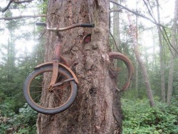 hijabiswag:  in 1914, a boy chained his bike to a tree, he never