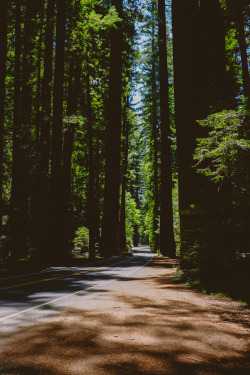 thethriftyninja:  Avenue of the Giants.  California.  July