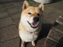 shibainu-komugi:  今日の柴犬の小麦さん #shiba #dog