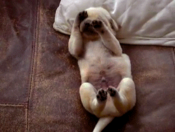 omg-relatable:  baby animal posts daily