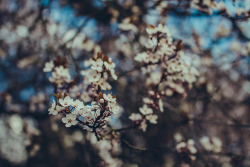 oix:  Floral by John Westrock on Flickr.     