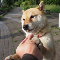 shibainu-komugi:  おやつもらったよ #shiba #dog #komugi