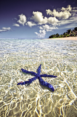 Starfish dreams (Blue Linckia starfish of the Indo-Pacific)