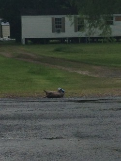 vestigialtraits:  Here’s a roadkilled armadillo holding a beer.