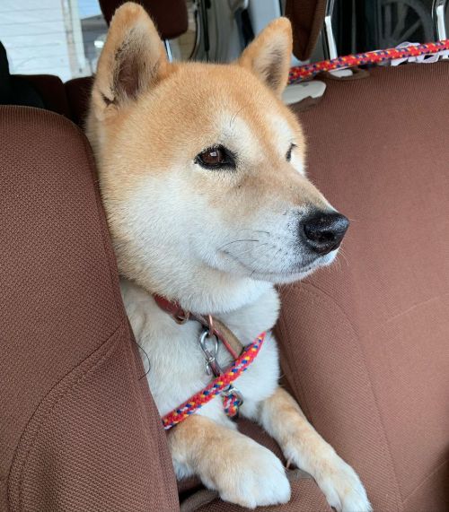 shibainu-komugi:  車乗るの大好きなんだよね🐶💕