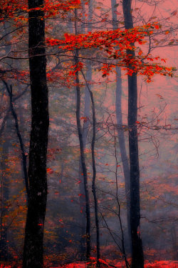 intotheclearing:    by Patrice Thomas  