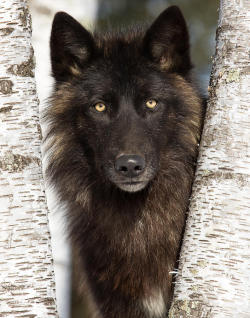 beautiful-wildlife:  Black Wolf Portrait by Michelle Lalancette