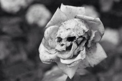 persequimur:  The Death Rose (Rosa calvaria) is a rare and mysterious