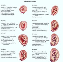 doctordconline:  Normal Fetal Growth…  #embryology #gynecology