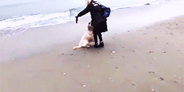 wiishugifs:  A day with Chica.