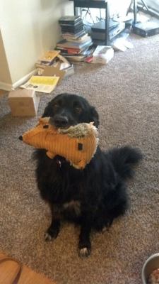 awwww-cute:  She loves showing off her stuffed animal whenever