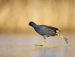 Even birds like ice skating (Moorhen)