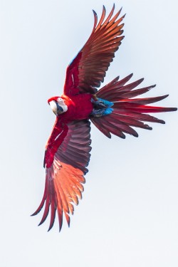 earthandanimals:   Macaw in flight by Dylan Halff 