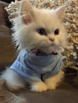 awwww-cute:  Our new kitten 