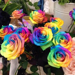 jamjars:  The most beautiful roses I ever god damn seen