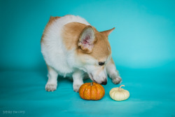 gatsbyadventures:  Tiny pumpkins for a tiny doge.