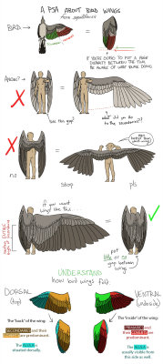 chinburd:  the-eldritch-angel:  So Your Angels Have Bird Wings